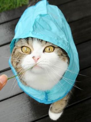 Maru is totally prepared for a little rain